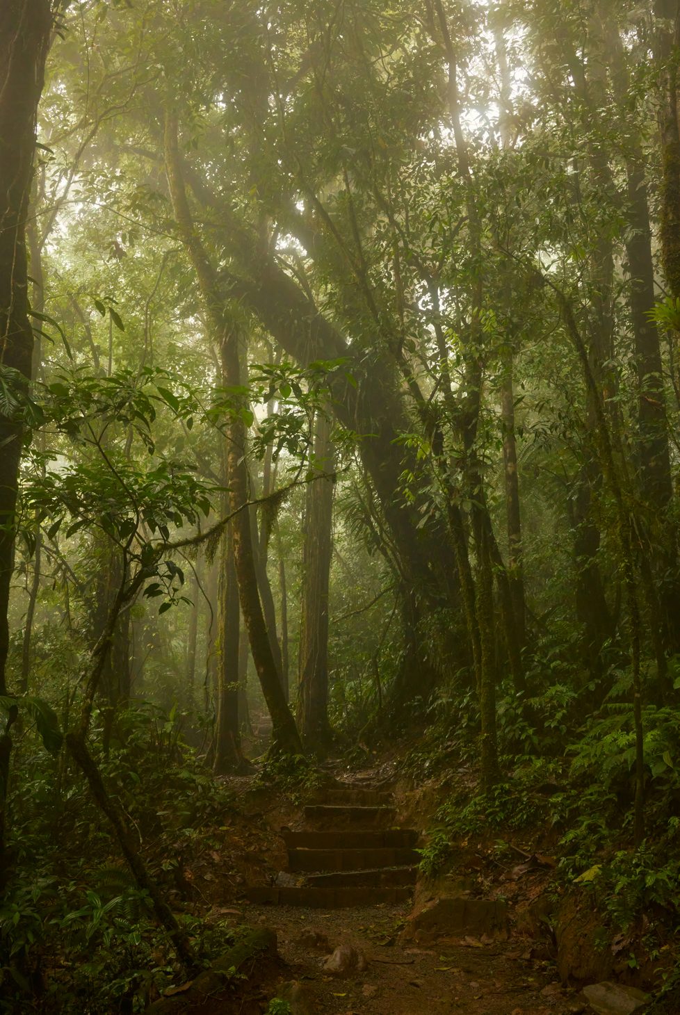 Jungles of Costa Rica
