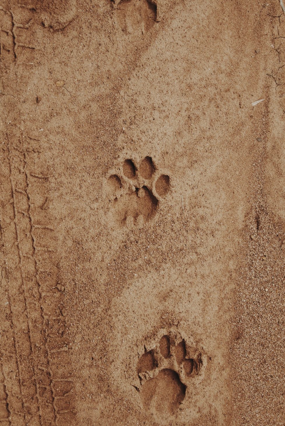 Regenerative safaris with lion footprints in the sand