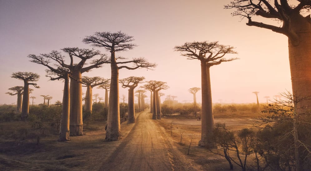 baobab trees in Madagascar