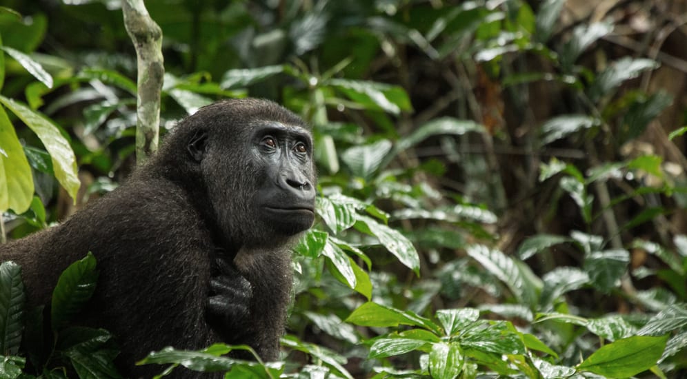 Lowland Gorilla in Congo