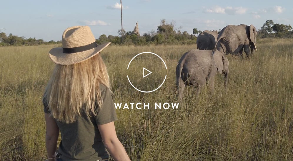 Walking with elephants in Botswana