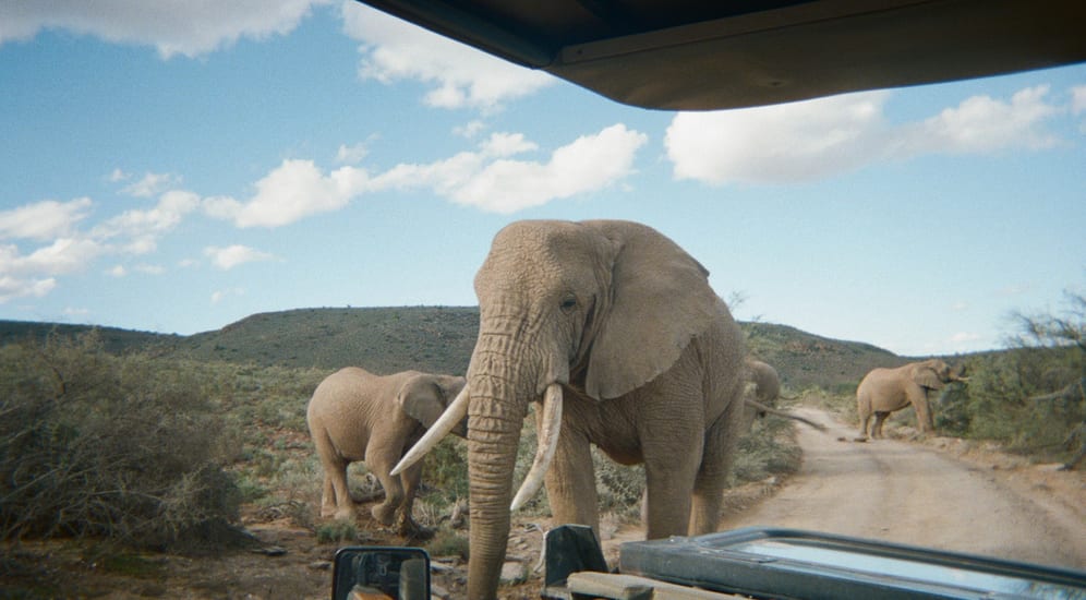 South Africa big five