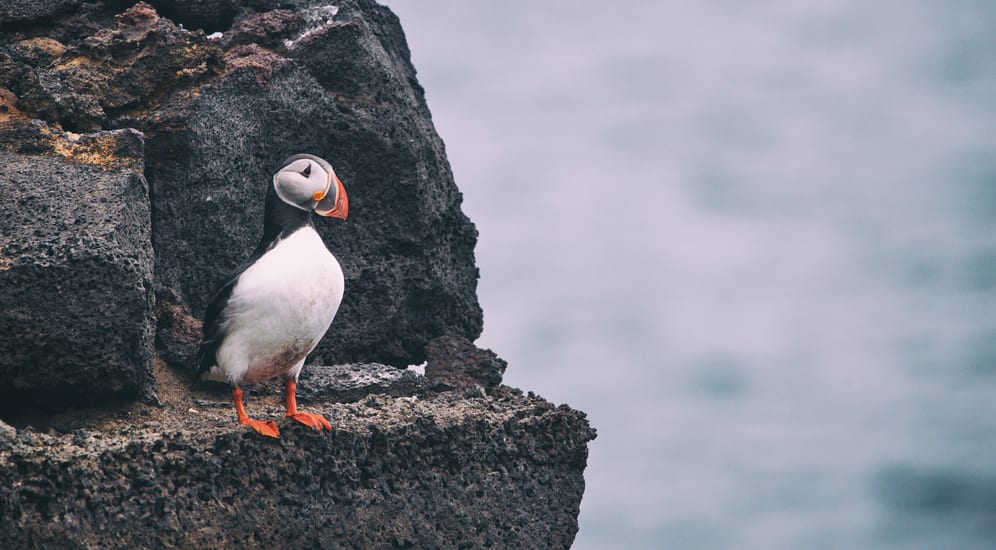 Puffins in Vestmannaeyjar, Westman Islands
