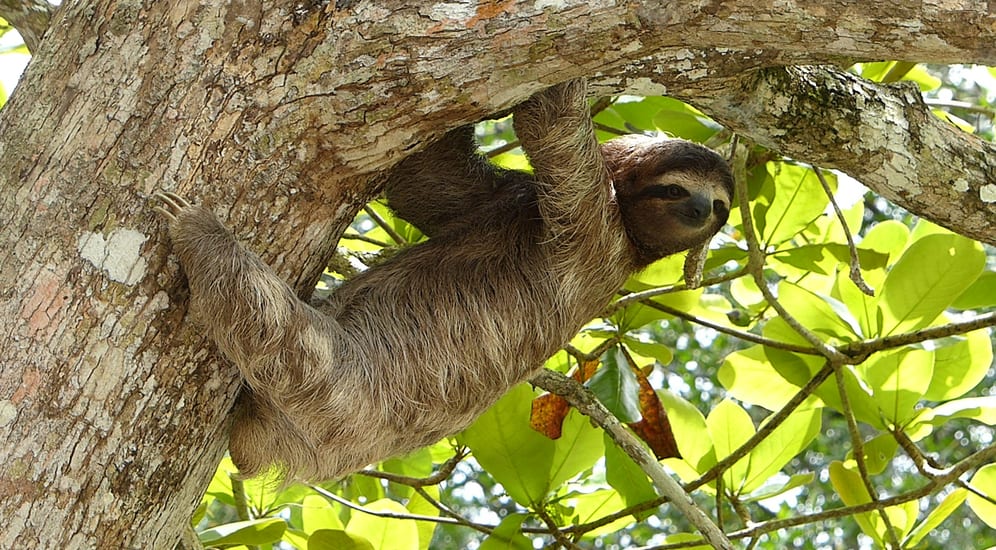 Three toed sloth in Colombia