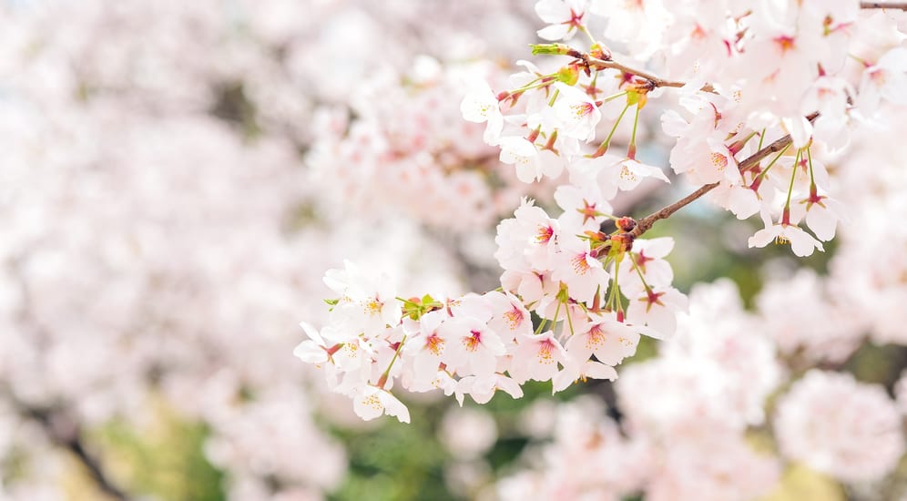 japan blossom