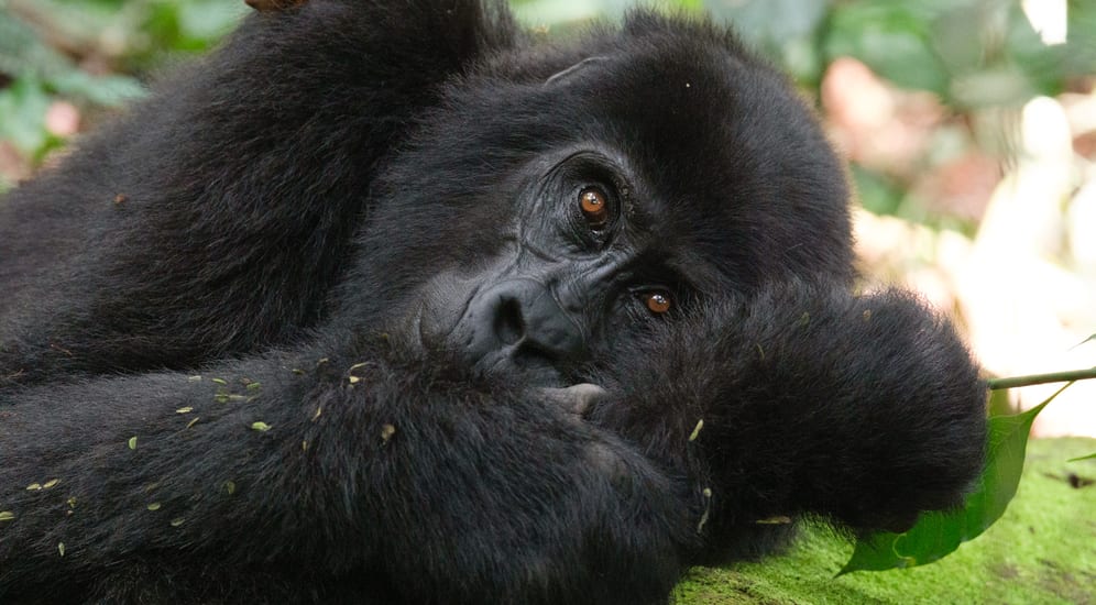 Gorilla in Bwindi, Uganda