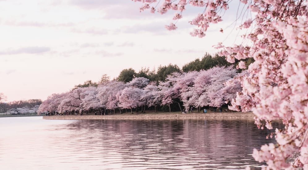 Cherry blossom in Washington DC, USA