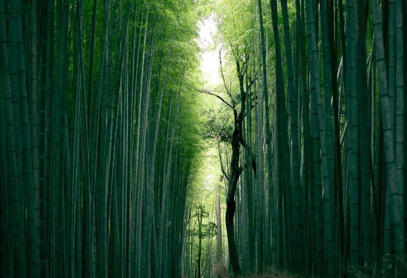 bamboo forest in Arashiyama in japan