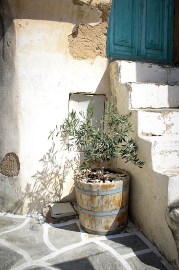 Paros olive tree courtyard