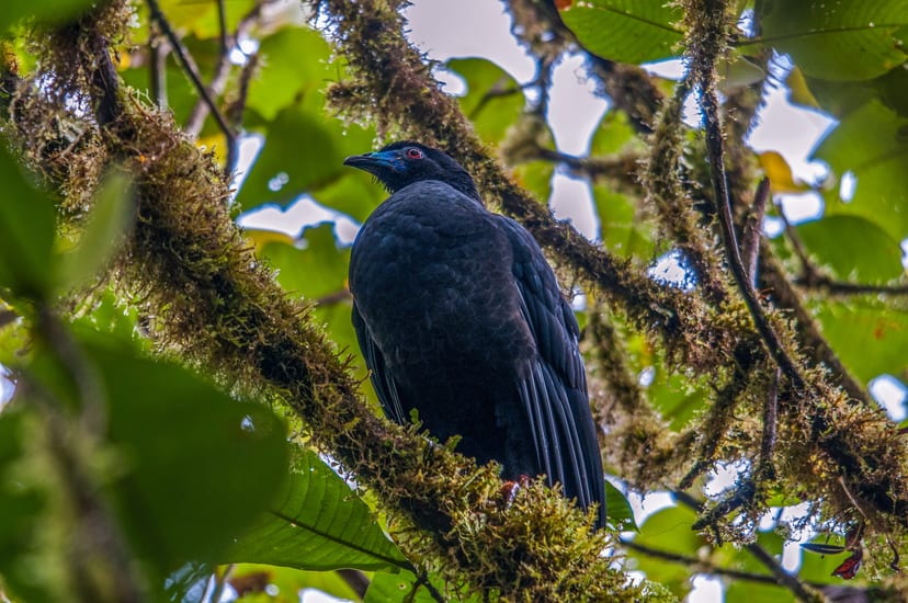 Cloud forest in Costa Rica