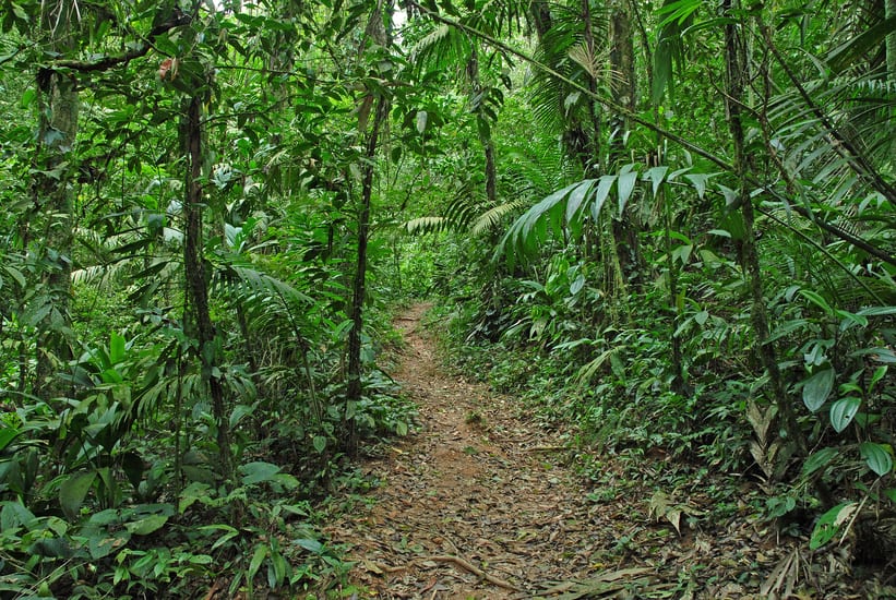 Tropical Jungle in Costa Rica