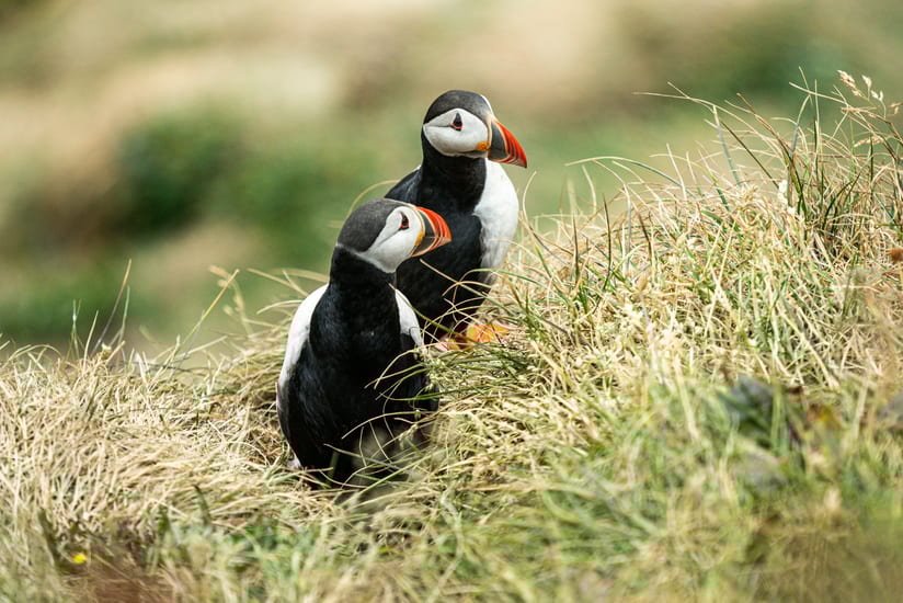 Puffins in Iceland