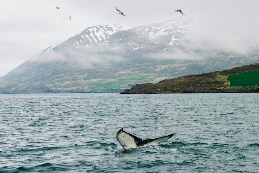 Whale watching in Iceland