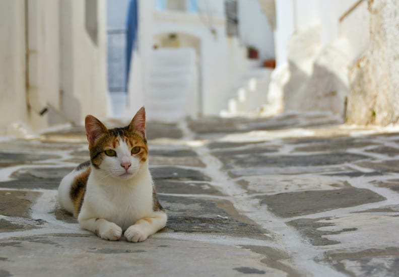 Cat lying in the alleyways of Paros