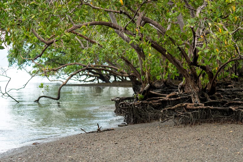 mangrove forest in costa rica