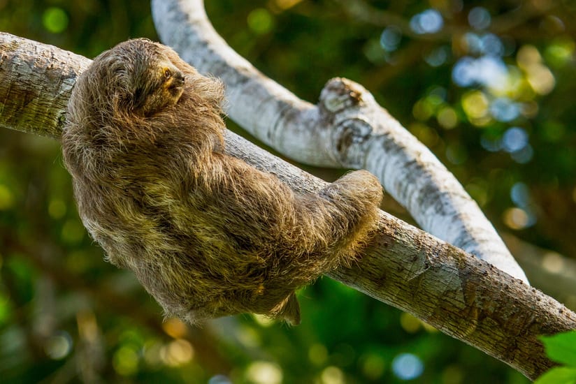 osa peninsula forest sloth wildlife costa rica