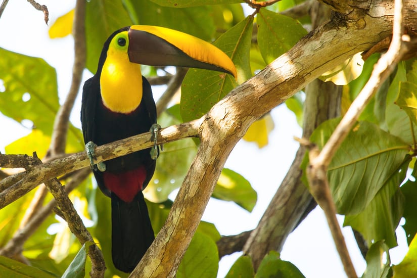 toucan birdlife osa peninsula in costa rica forest