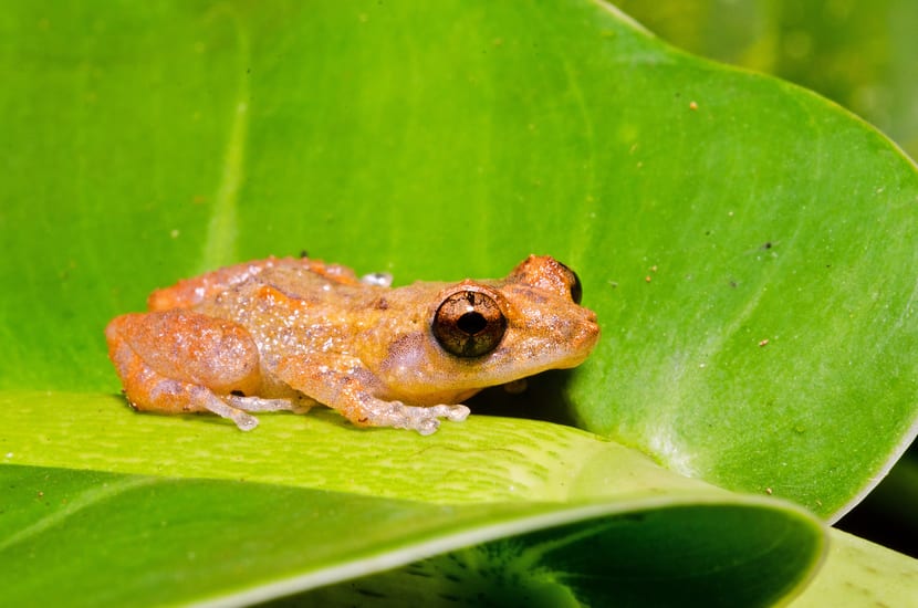 treefrog osa peninsula in costa rica