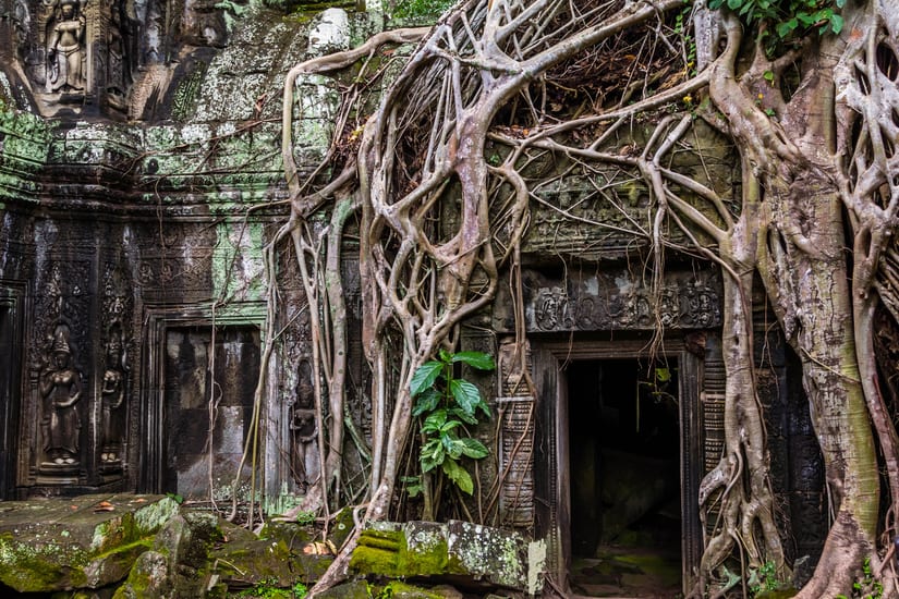 A tree takes root at Angkor Thom in cambodia
