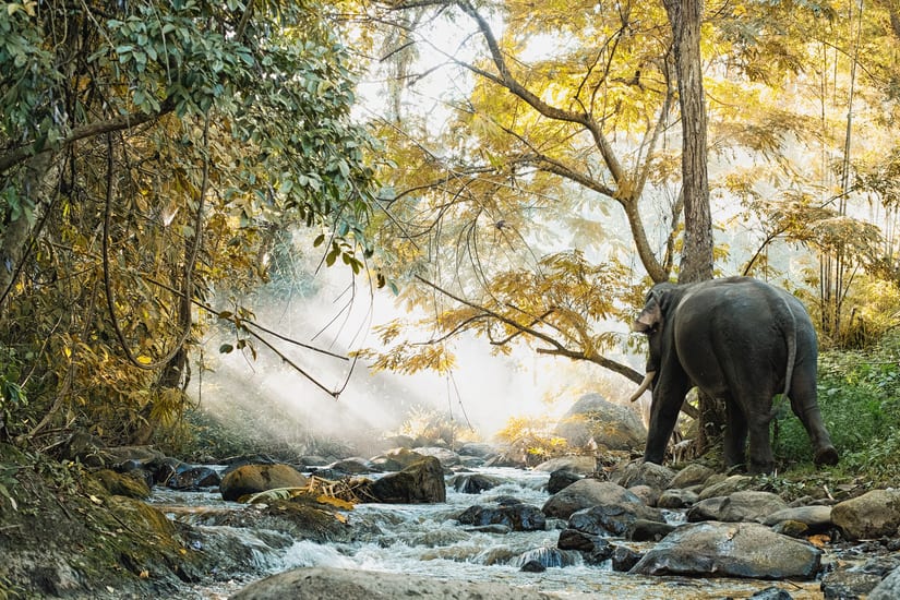 Elephant walking in thailand