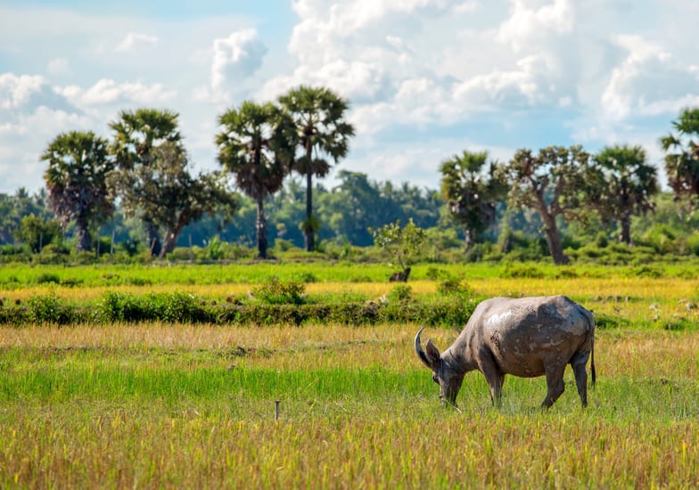 Cambodian buffalo field Siem Reap in cambodia