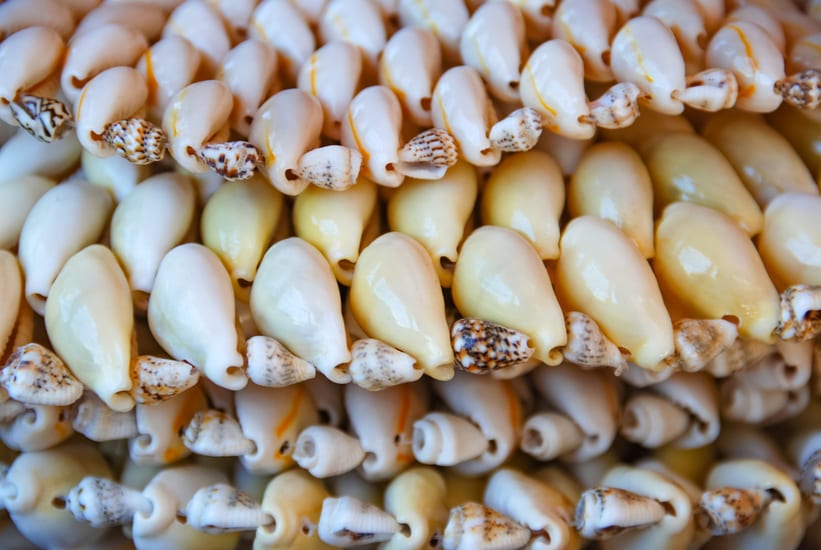 white cowrie shells in the maldives