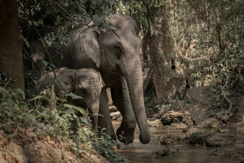 elephants at manadalo rewilding sanctuary in laos