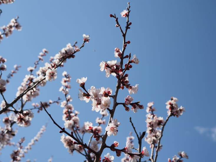apricot blossom in okinawa in japan