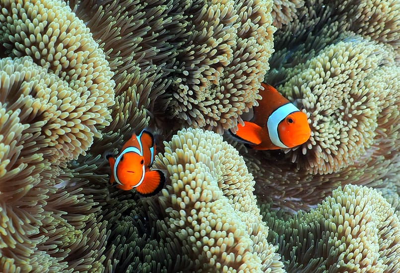 clownfish in miyako island in okinawa in japan