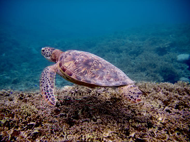 sea turtle near miyako island in okinawa in japan
