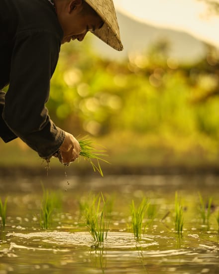 rice field in luang prabang in laos