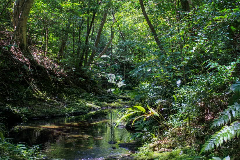 yanbaru mangrove forest in okinawa in japan