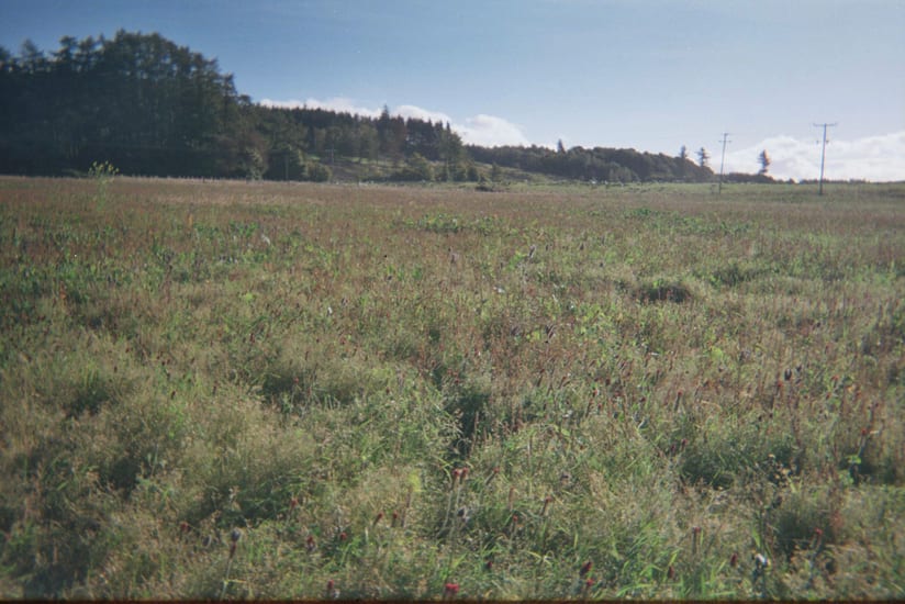 wildflower meadow in scottish highlands in scotland