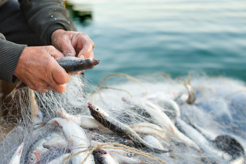 fisherman hands in scotland