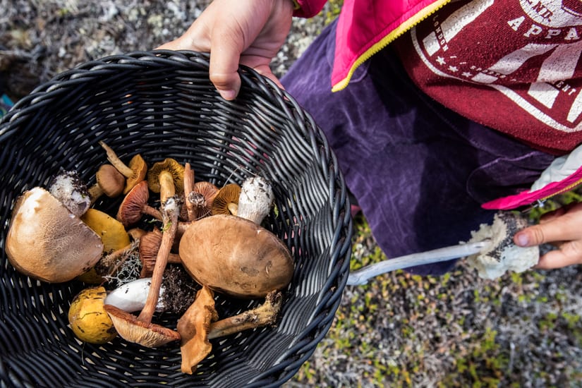 mushroom foraging at camp kiattua in greenland