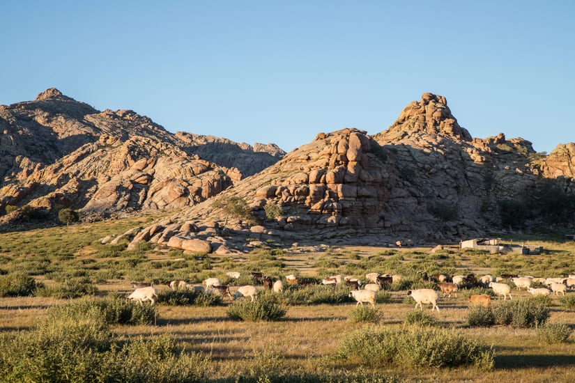 sheep in khogno khan in mongolia