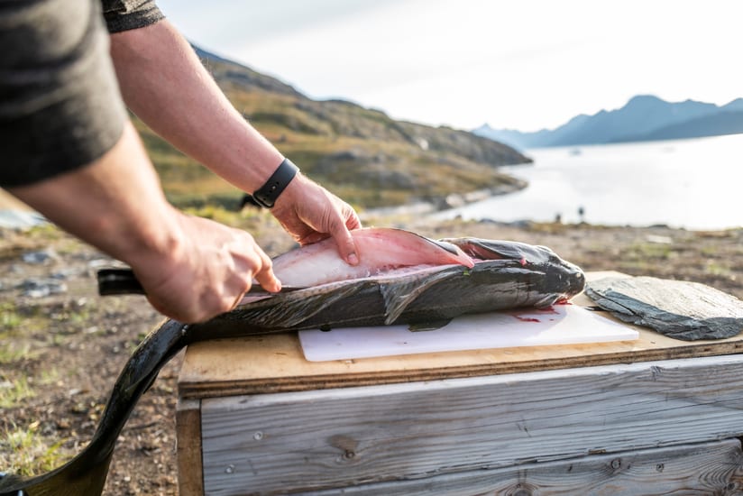 preparing fish for dinner in camp saqqaq in disko bay in greenland
