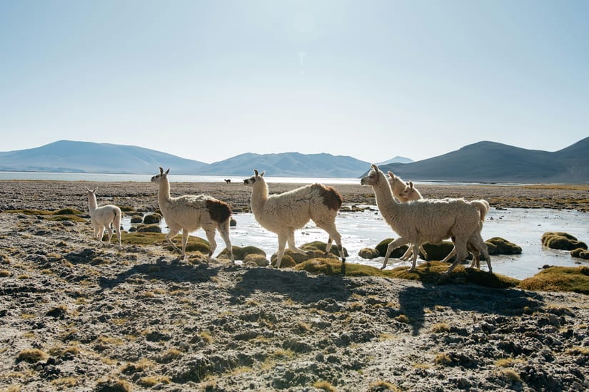 Chile Llamas Atacama