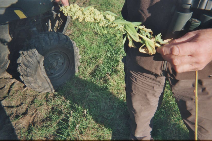 quinoa from wildflower meadow in scottish highlands in scotland