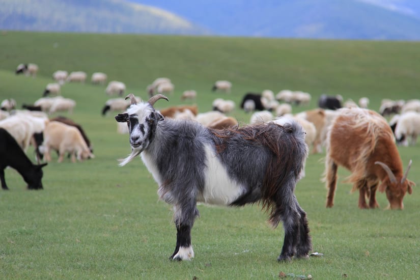 goats in orkhon valley in mongolia