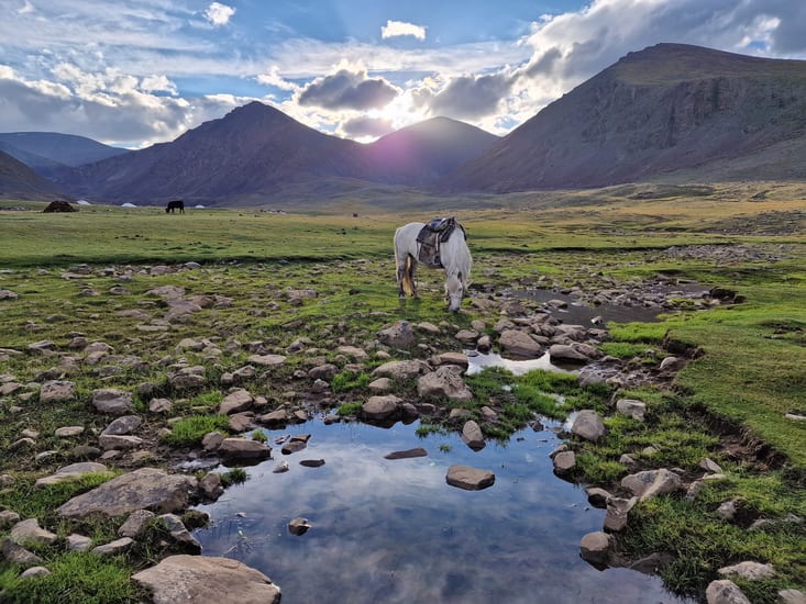 horse in bayan olgii in mongolia