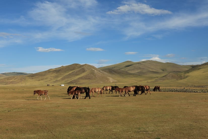 horses in the orkhon valley in mongolia