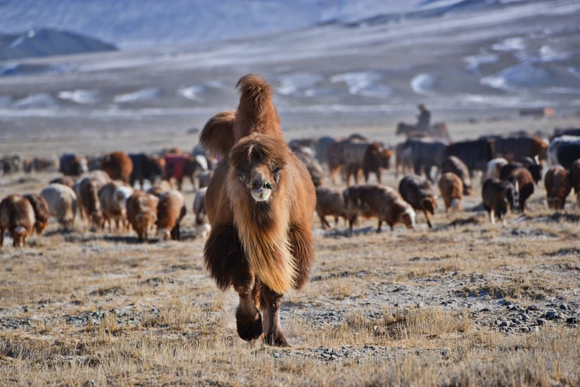 herd migration in the altai mountains in mongolia