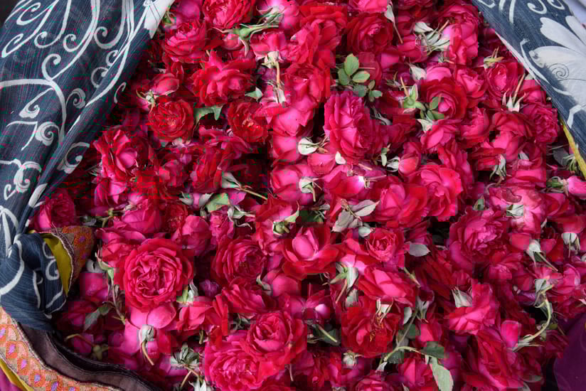 roses at flower markets in jaipur in india