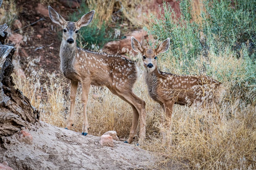 deer in zion national park in utah in usa