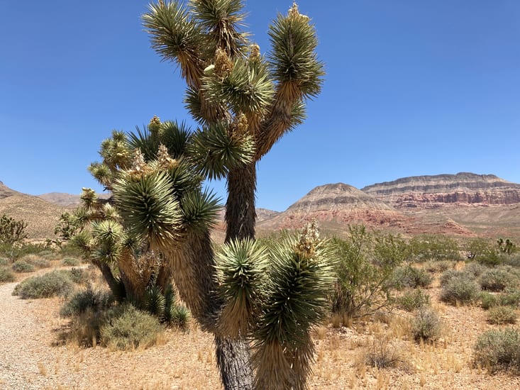 joshua trees in utah in usa