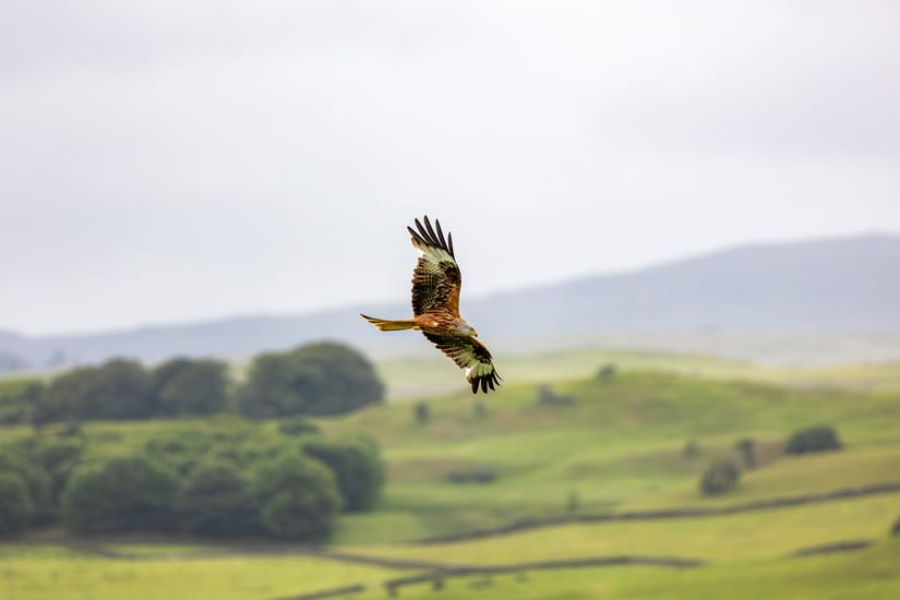 red kite bird in scotland